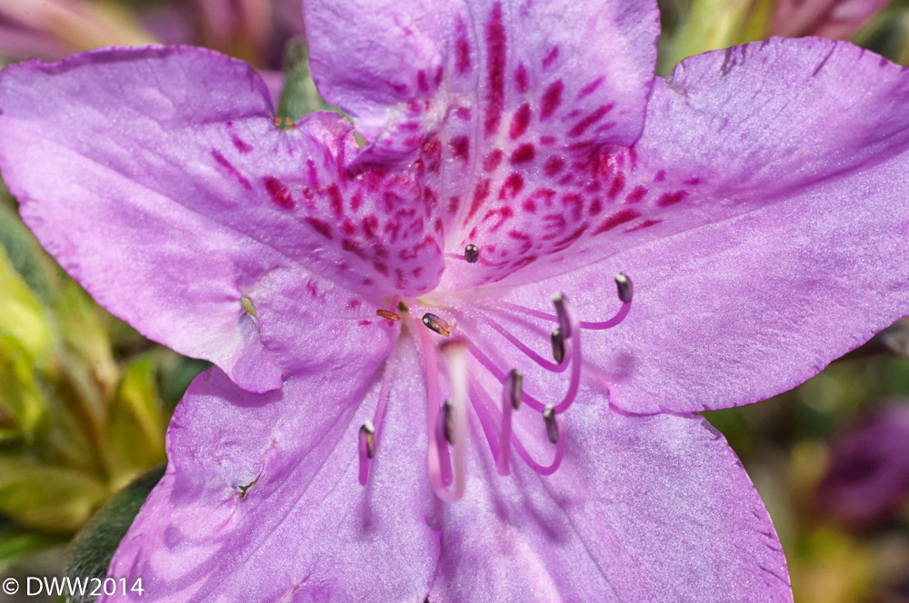 Azalea Bloom (1 of 1).jpg