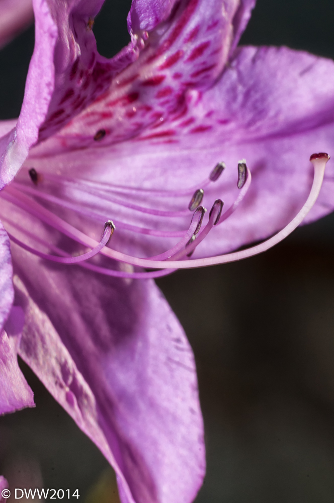 Azalea Bloom 2 (1 of 1).jpg