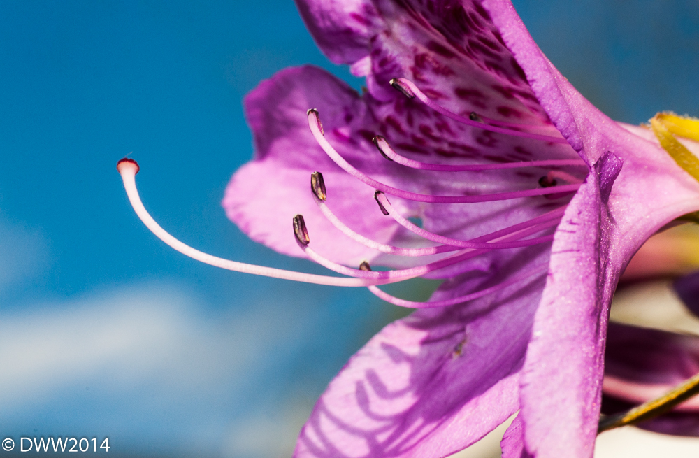 Azalea on Blue (1 of 1).jpg