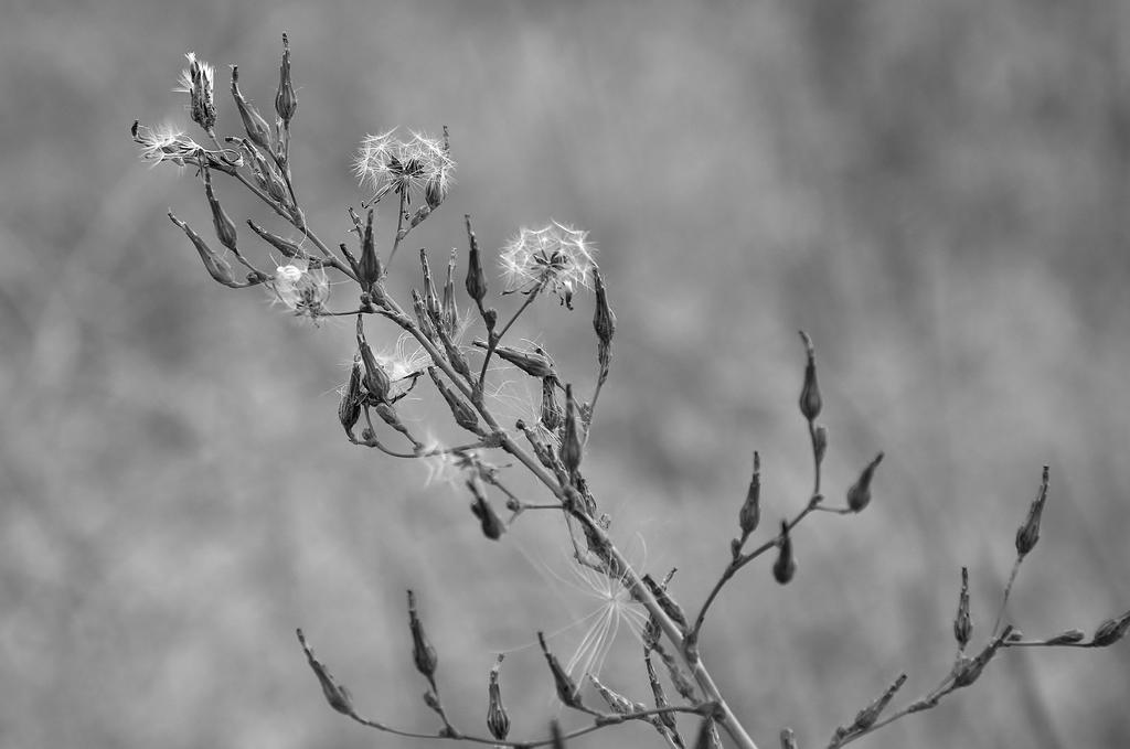 B W 037.jpg