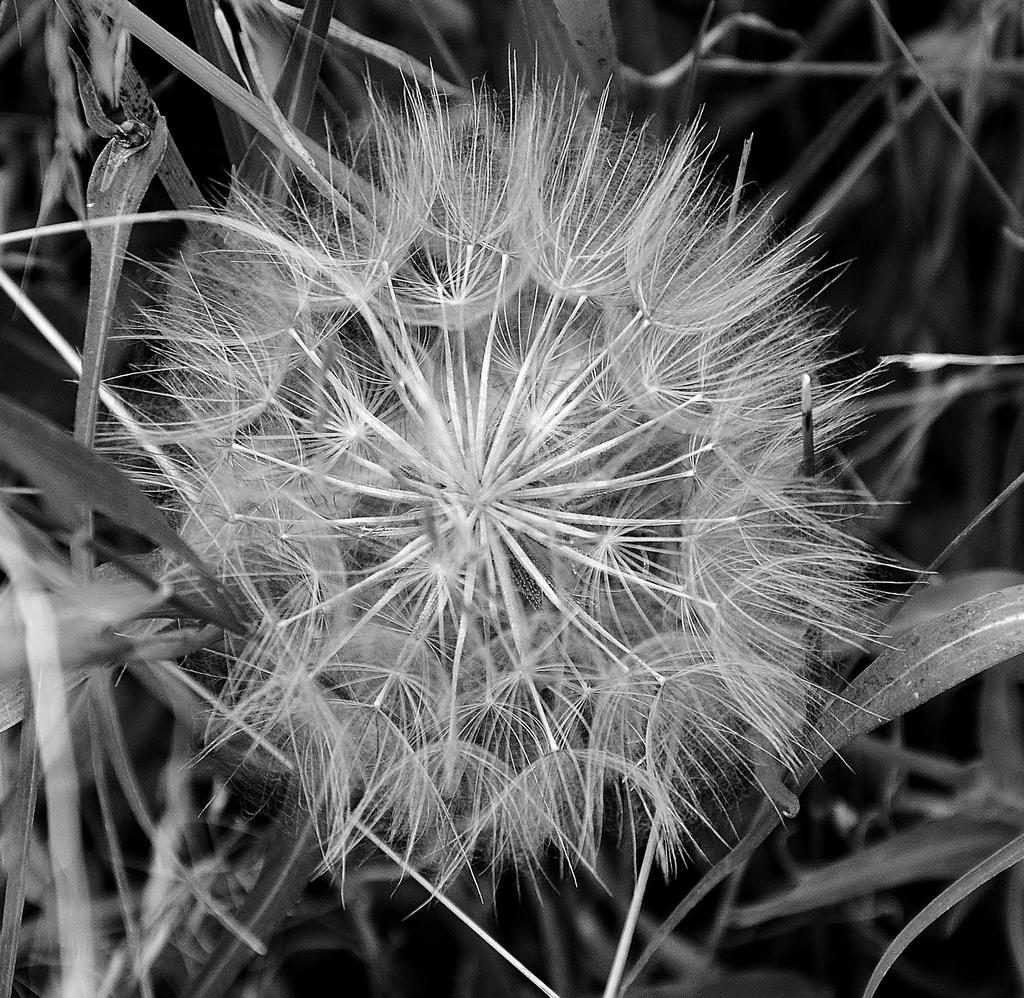 B W 046.jpg