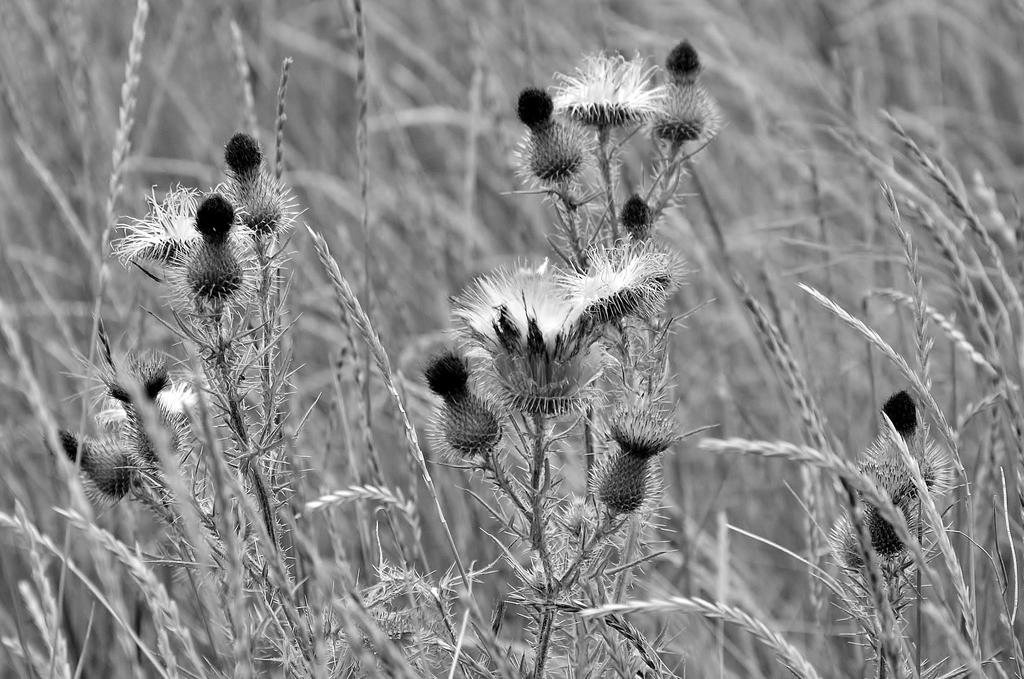 B W 060.jpg