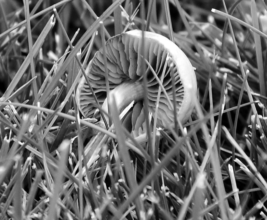 B W 084.jpg