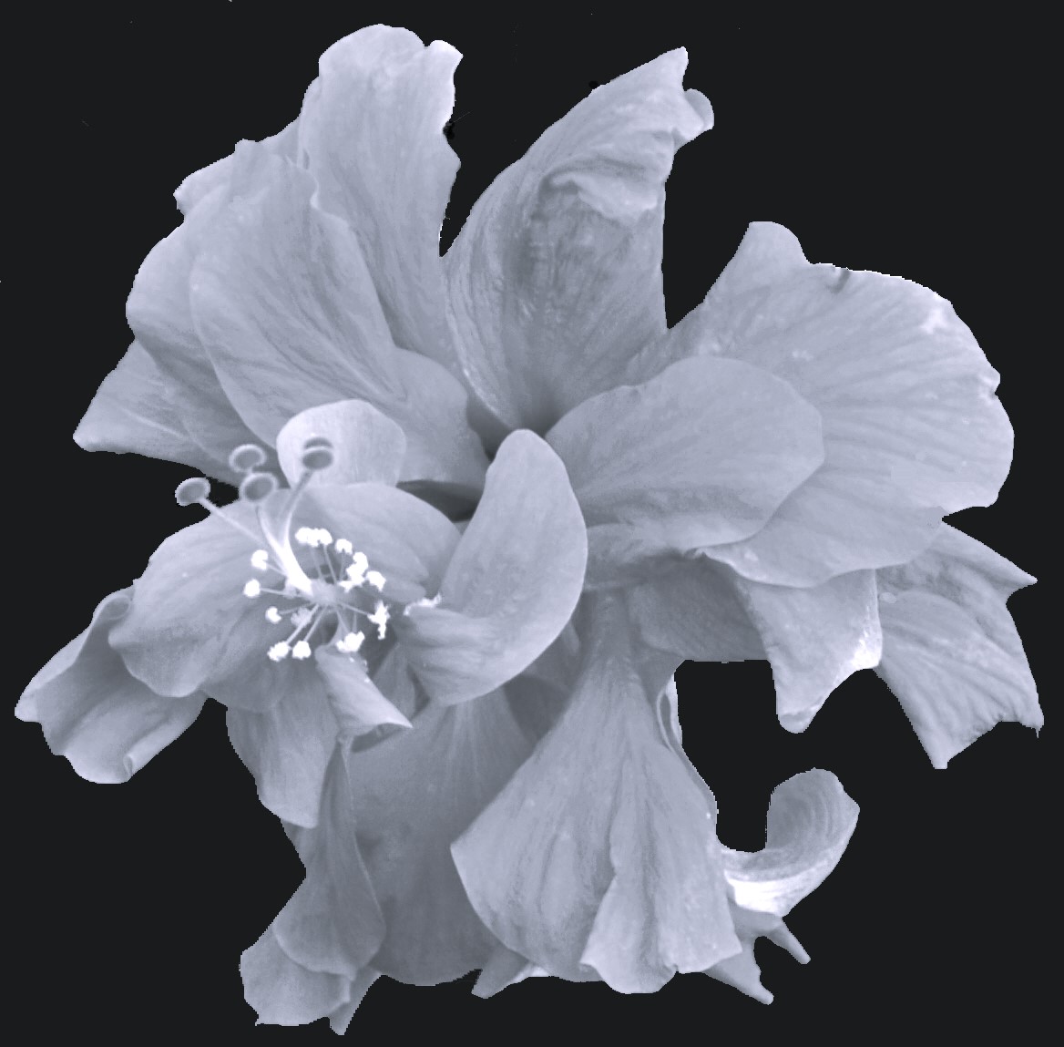 B&W double hibiscus .jpg