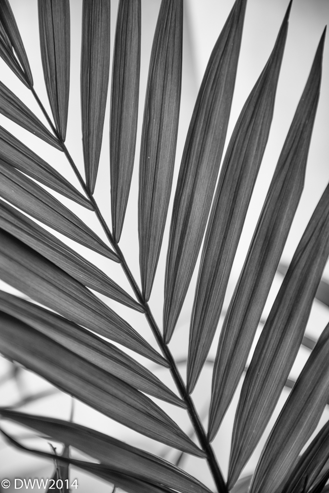 B&W Fern (1 of 1).jpg