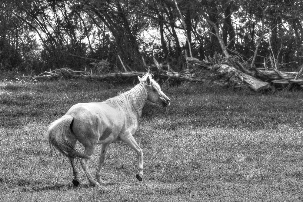 b&w horsie.jpg