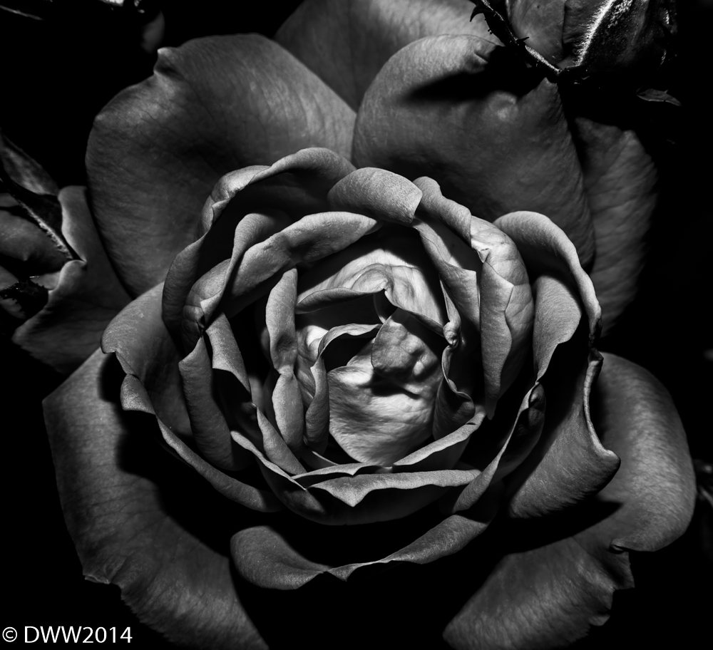B&W Rose (1 of 1).jpg