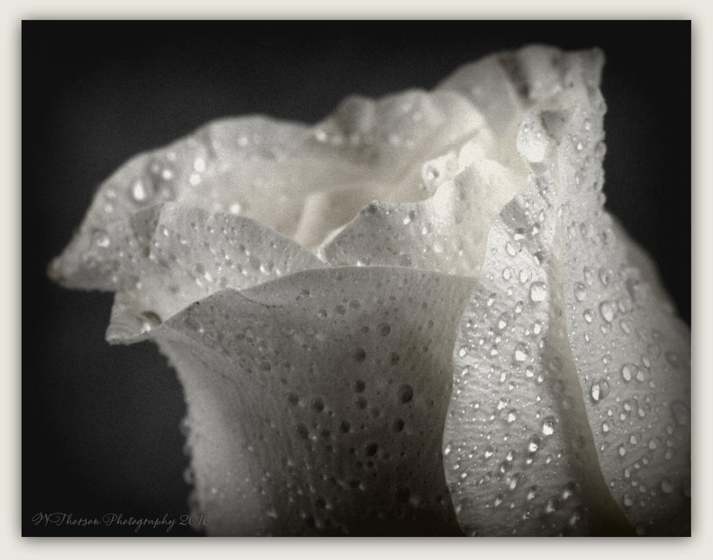 B&W Rose 4-11-2016.jpg