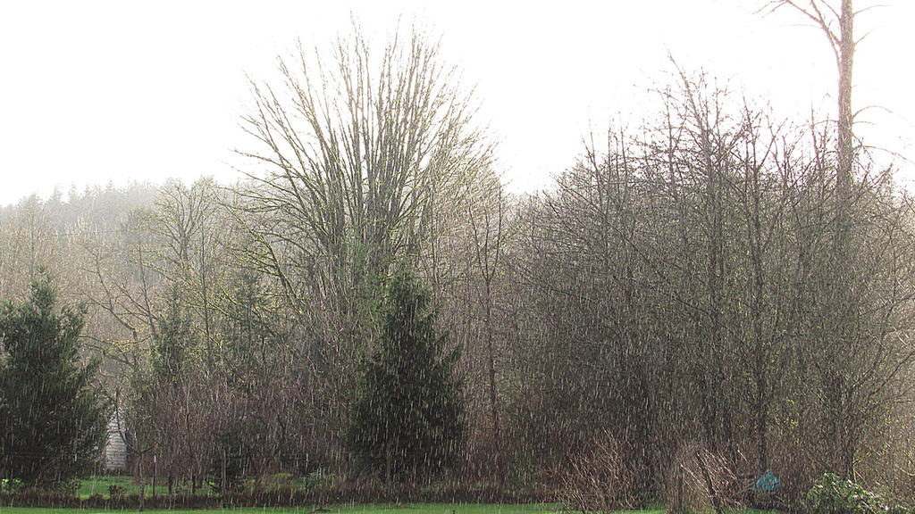 RAINY DAY