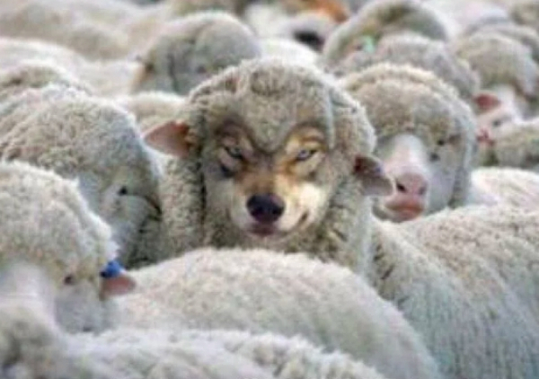 baa8.jpg