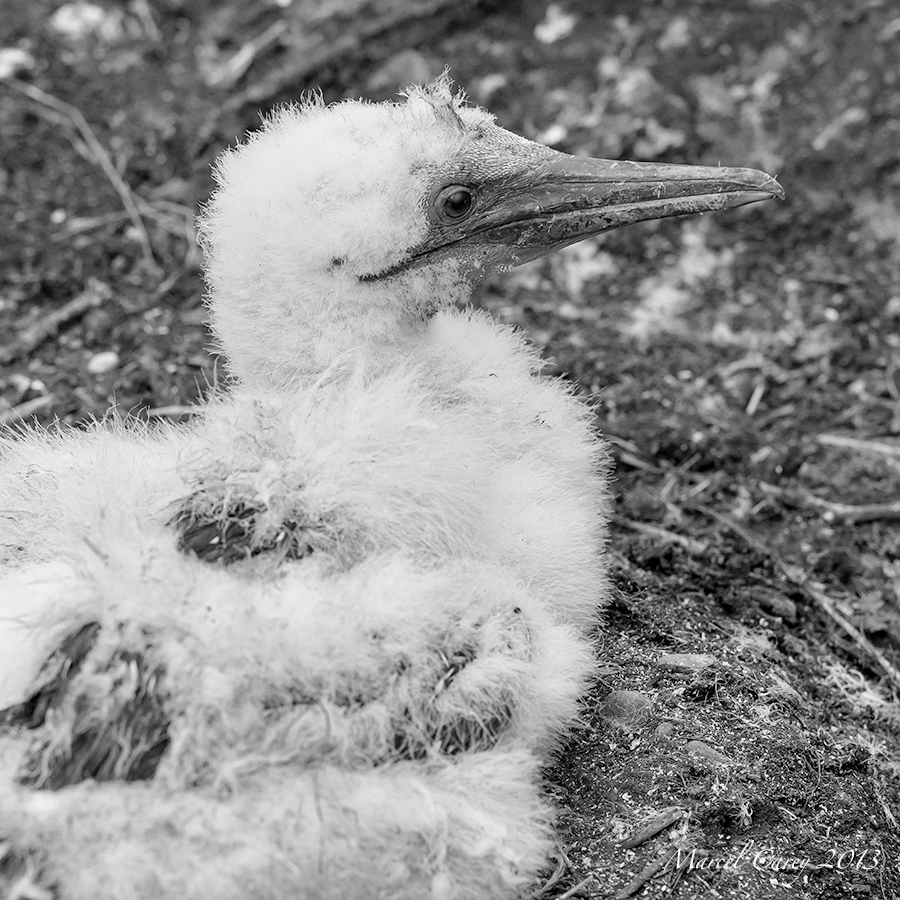baby chick.jpg