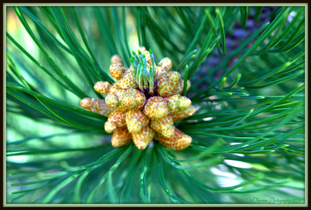 Baby Pinecones.jpg
