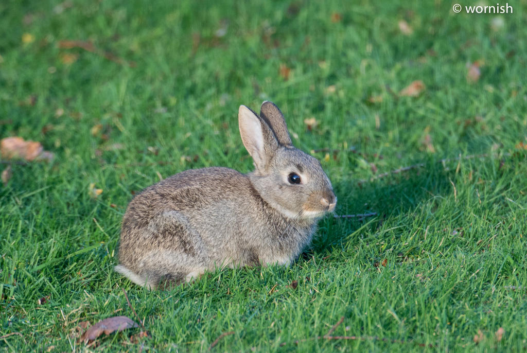 Baby Rabbit.jpg