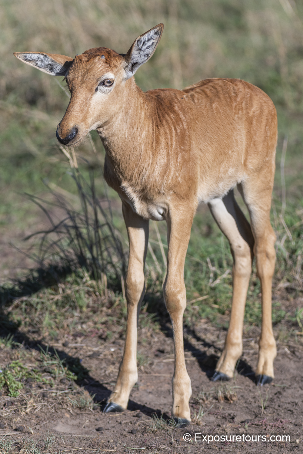 baby topi photo safari.JPG