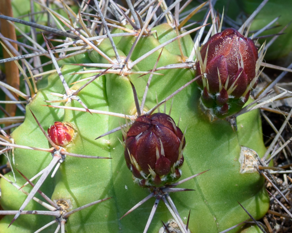 baby wildflowers
