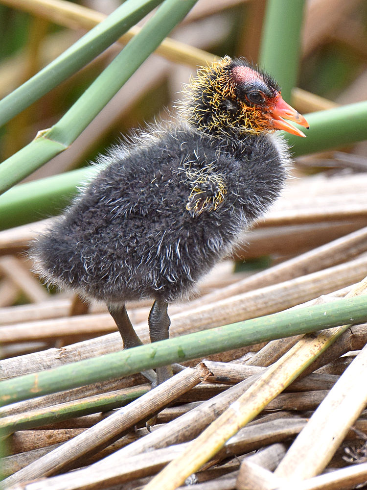 BabyCoot.jpg