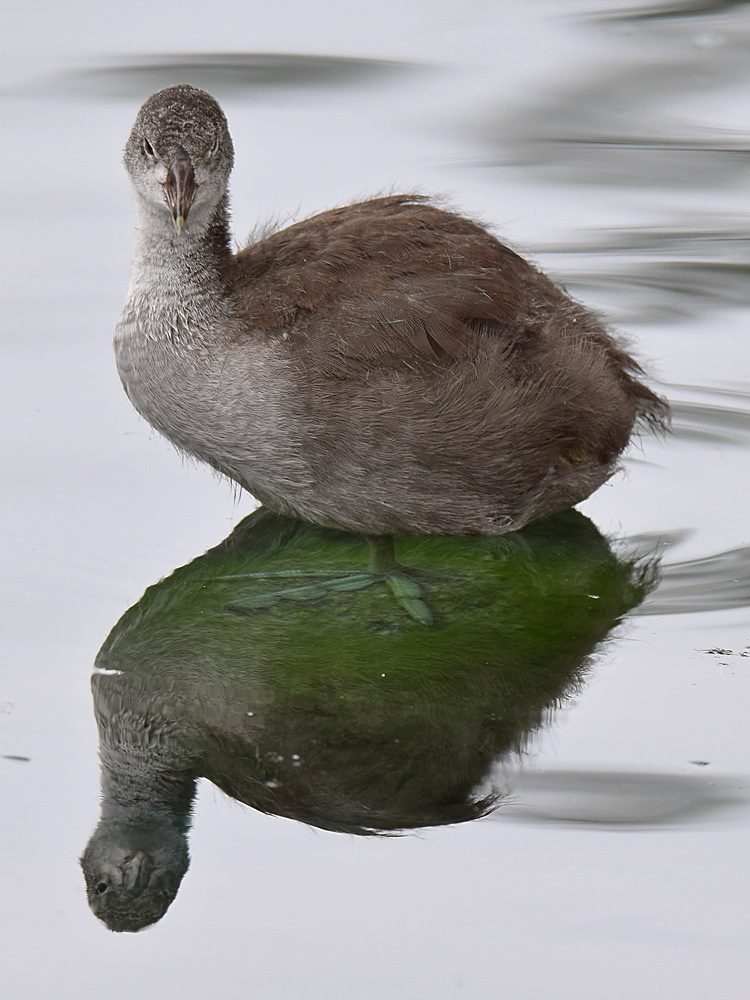 BabyCoot4.jpg