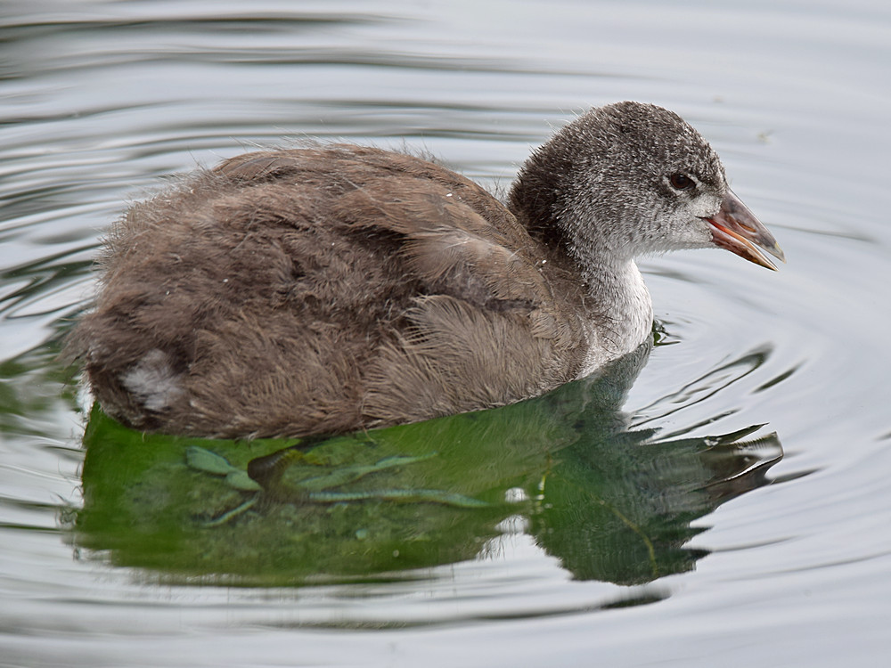 BabyCoot5.jpg