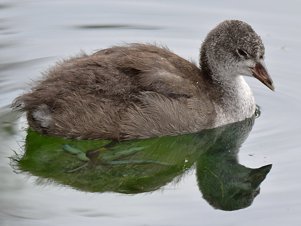BabyCoot6.jpg