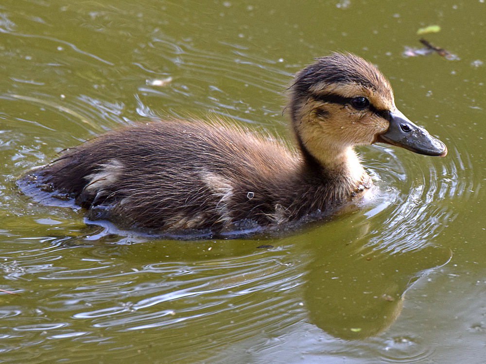 BabyDuck.jpg