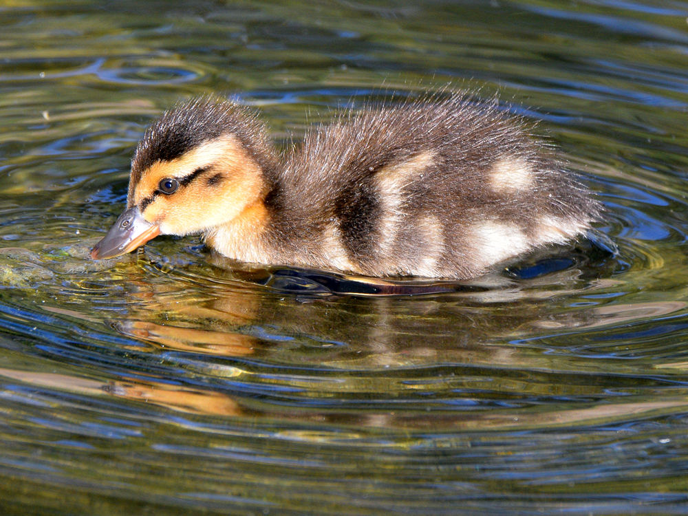 BabyDuck.jpg