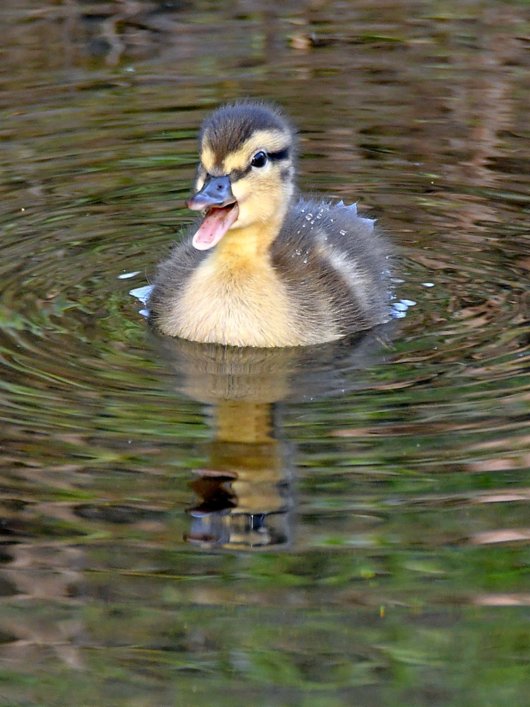 BabyDuck.jpg