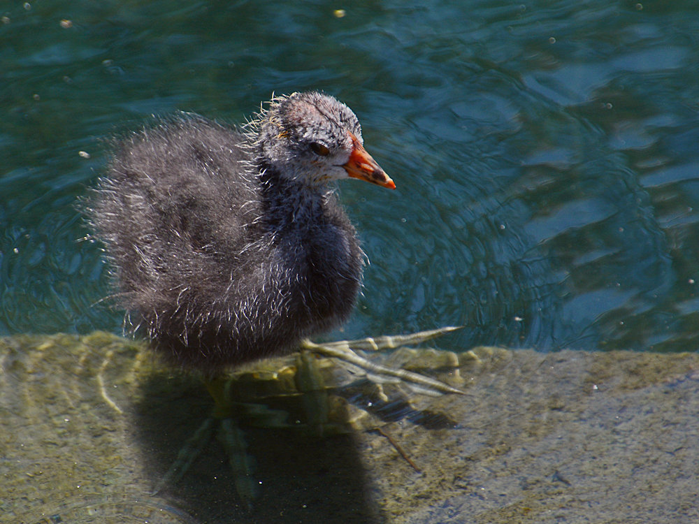 BabyDuck2.jpg