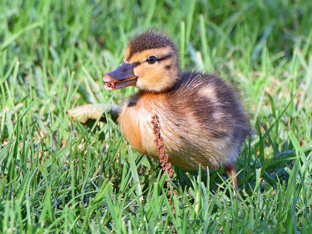 BabyDuck2.jpg