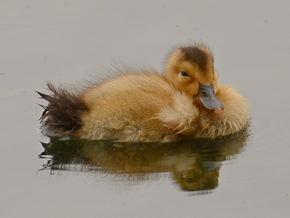 BabyDuck2.jpg