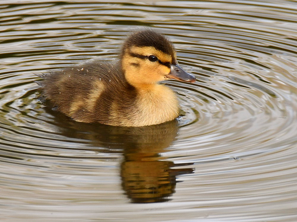 BabyDuck3.jpg