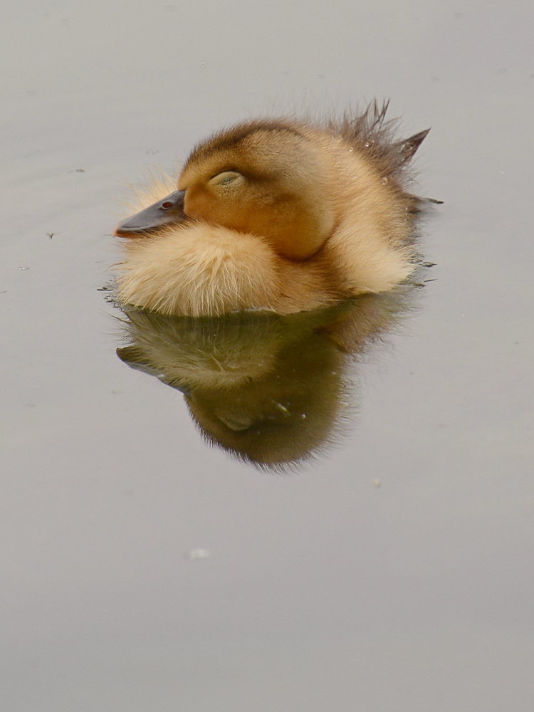 BabyDuck4.jpg