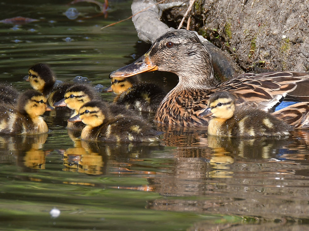 BabyDuck8.jpg