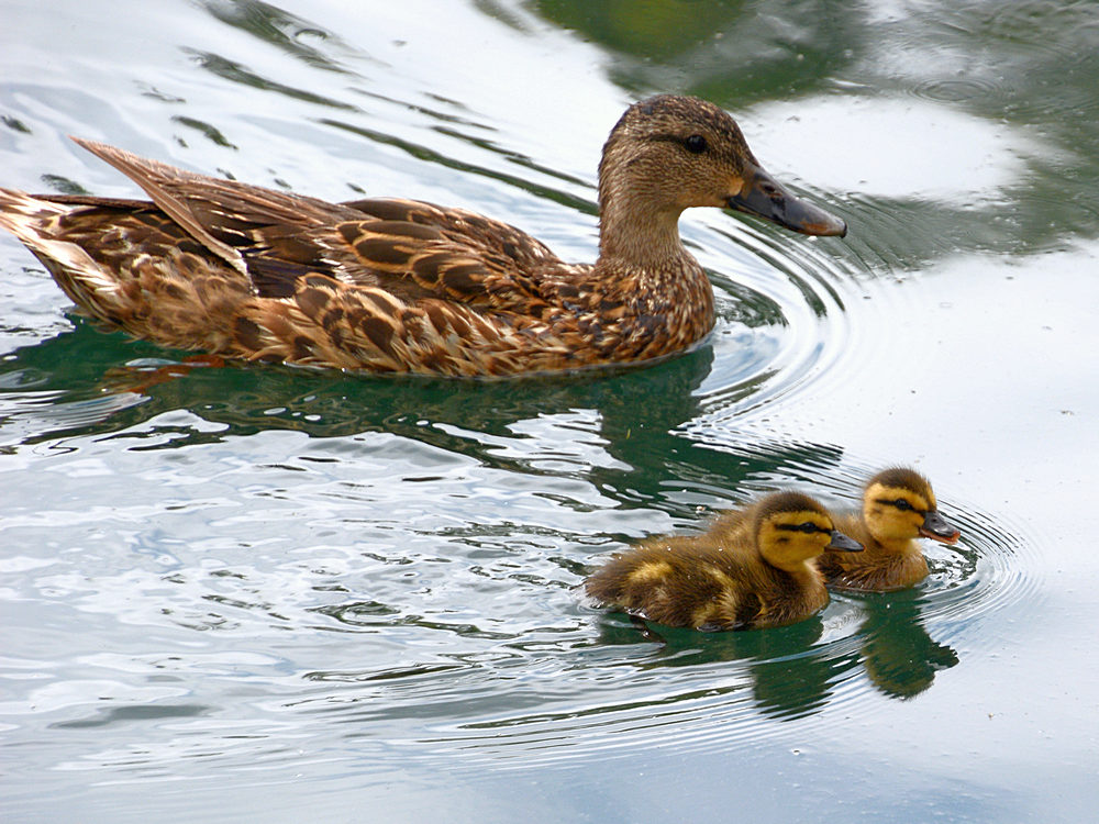 BabyDucks.jpg