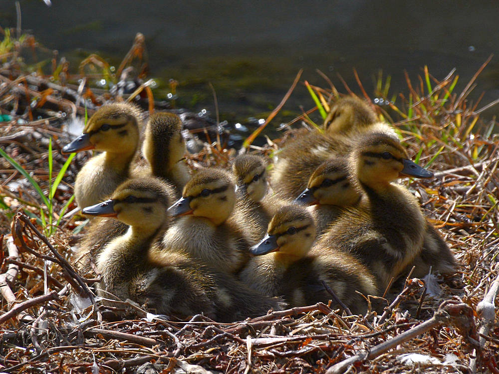 BabyDucks.jpg