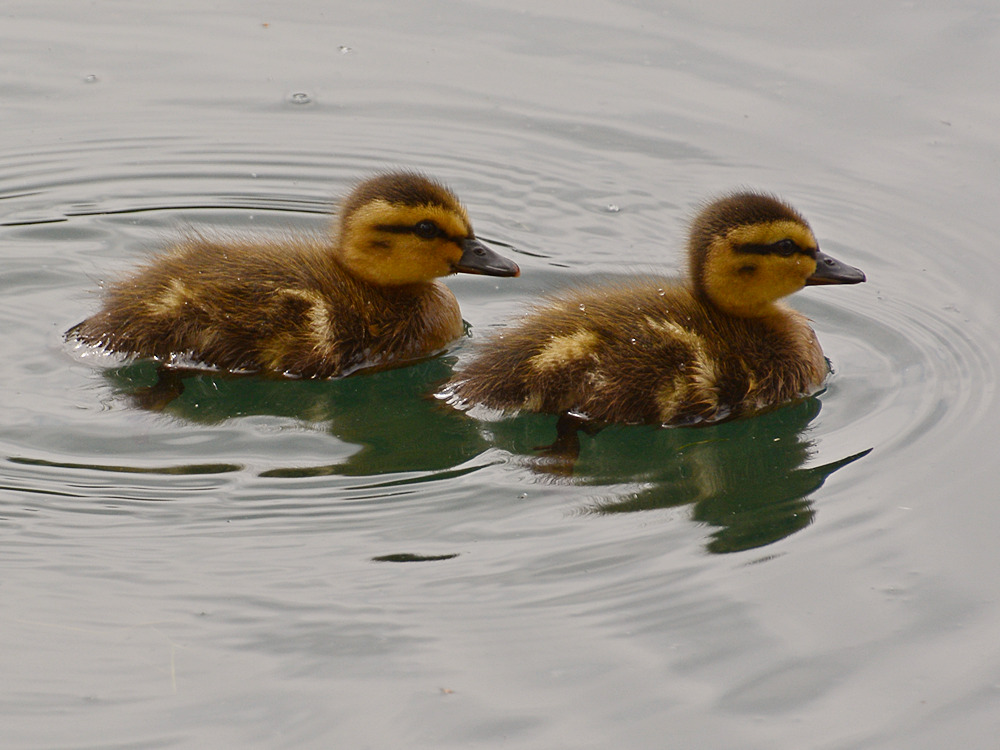 BabyDucks3.jpg