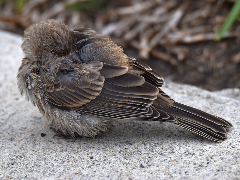 BabyFinch.jpg
