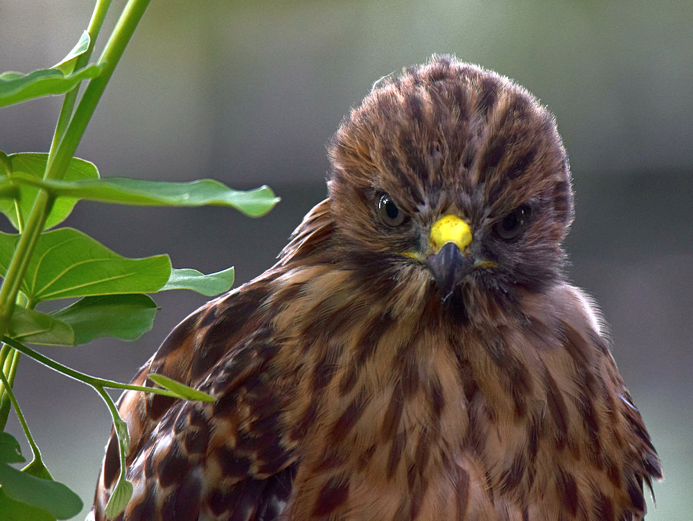 BabyHawk.jpg