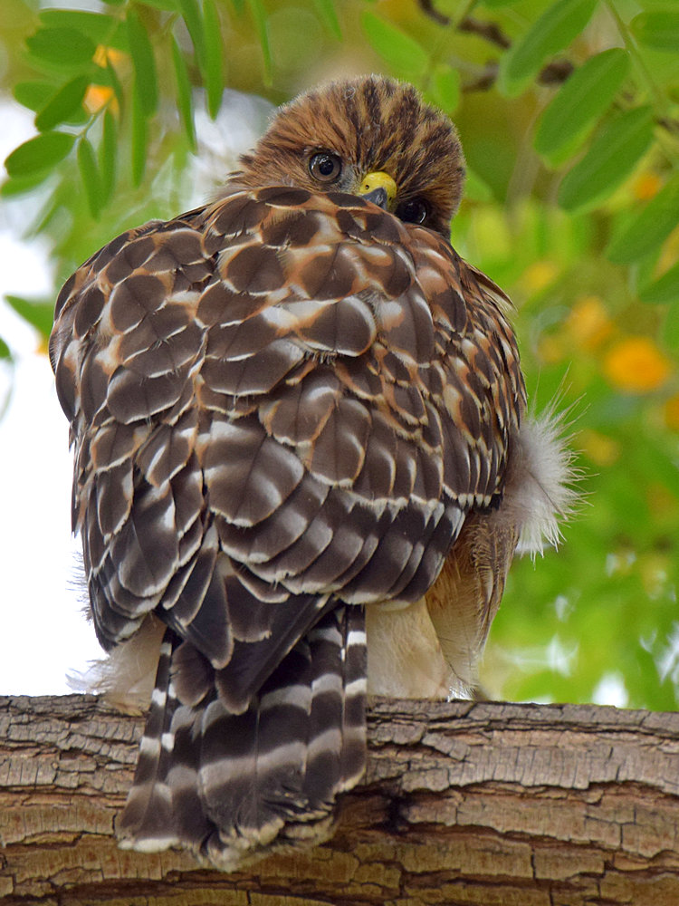 BabyHawk.jpg