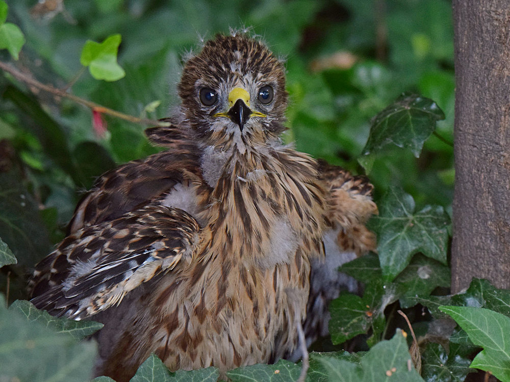 BabyHawk2.jpg