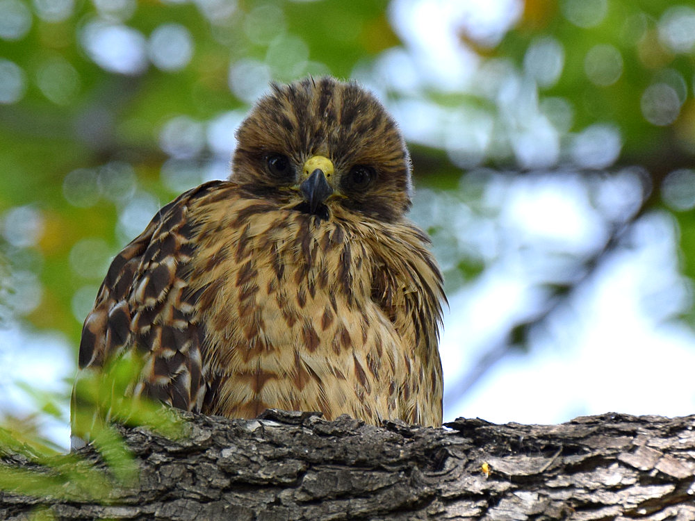 BabyHawk2.jpg