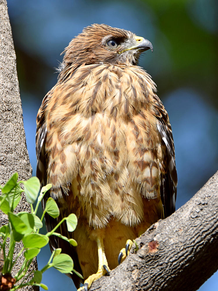 BabyHawk3.jpg