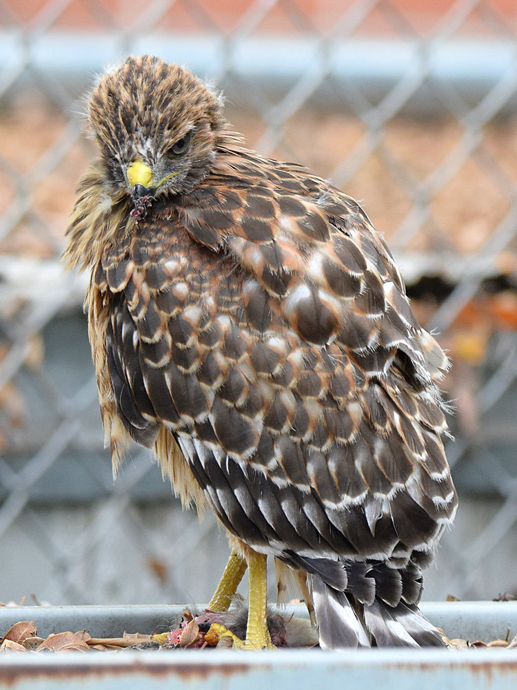 BabyHawk5.jpg