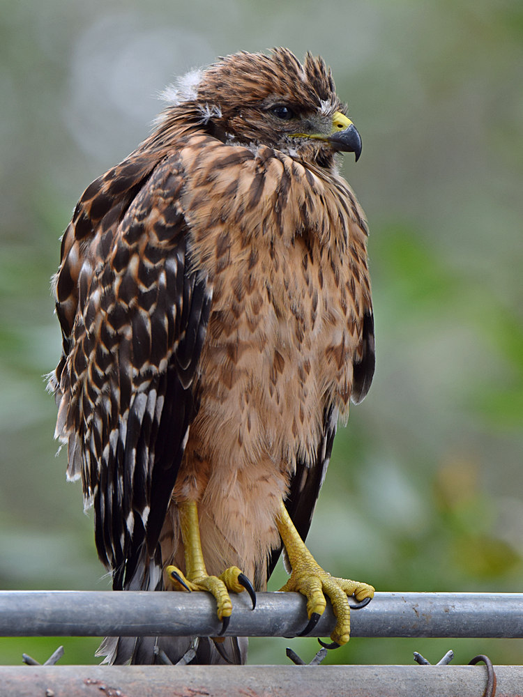 BabyHawk5.jpg