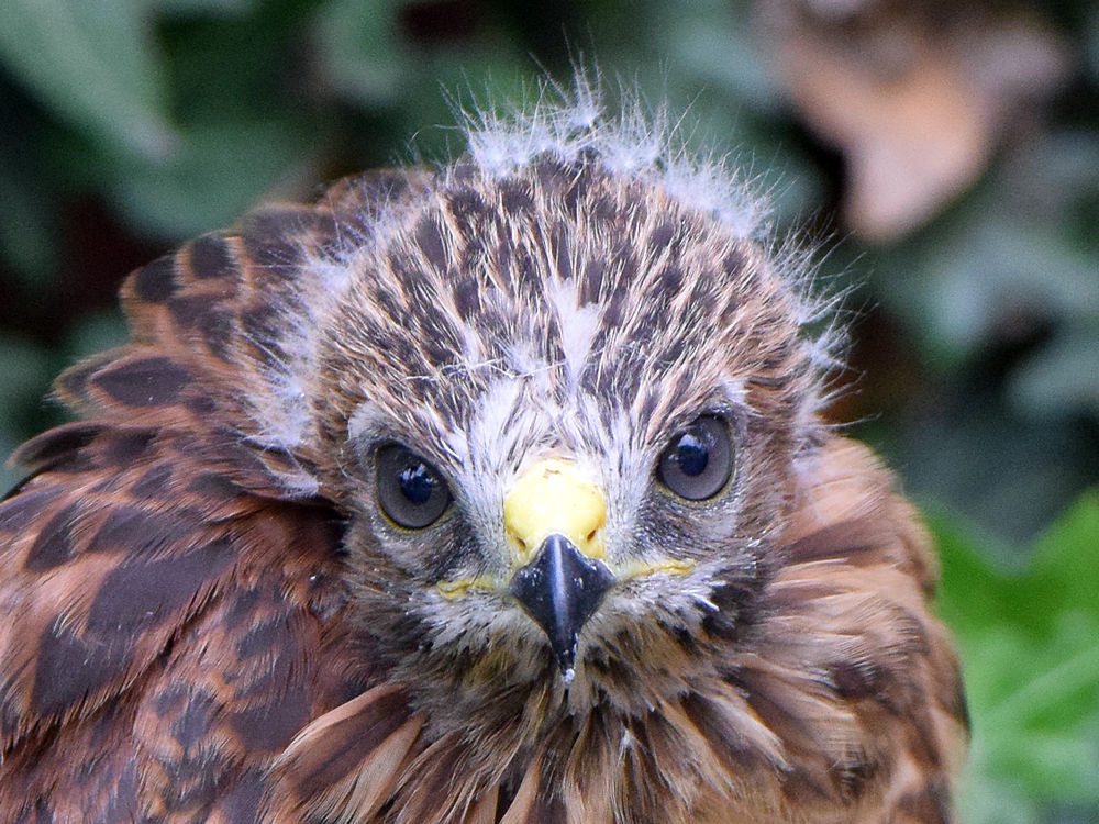BabyHawk6.jpg