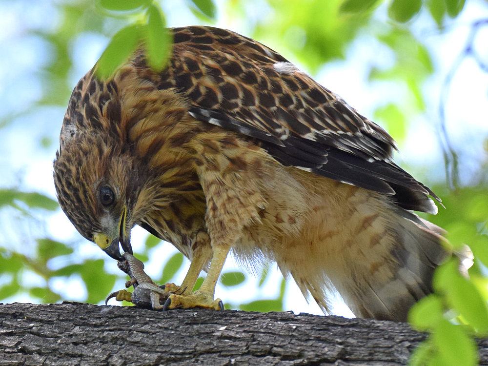 BabyHawk6.jpg