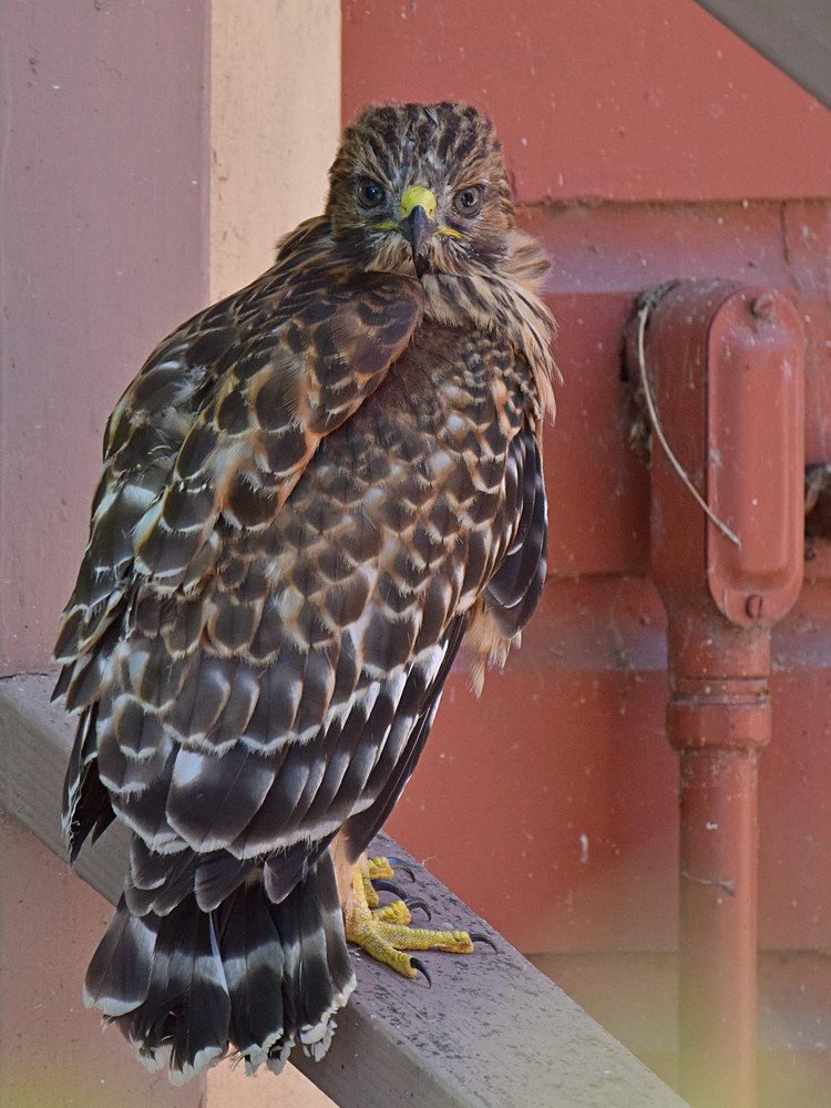 BabyHawk7.jpg