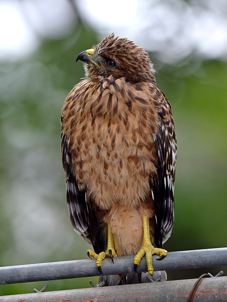BabyHawk8.jpg