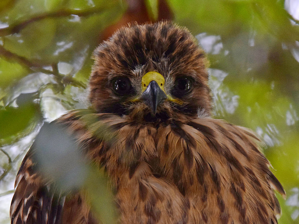 BabyHawk9.jpg