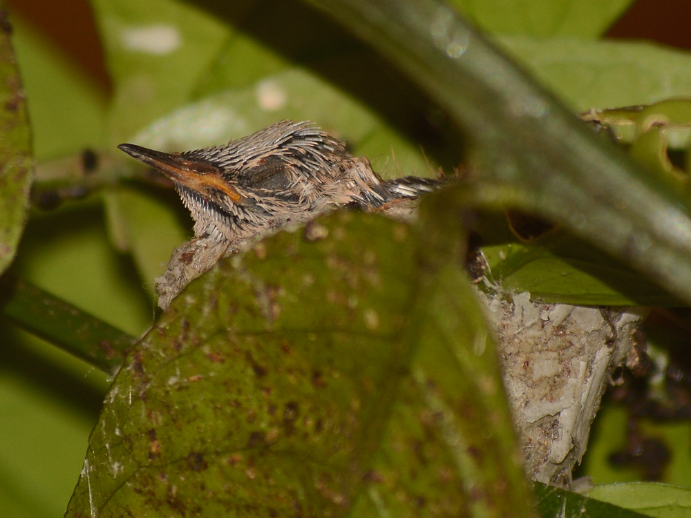 BabyHummer.jpg