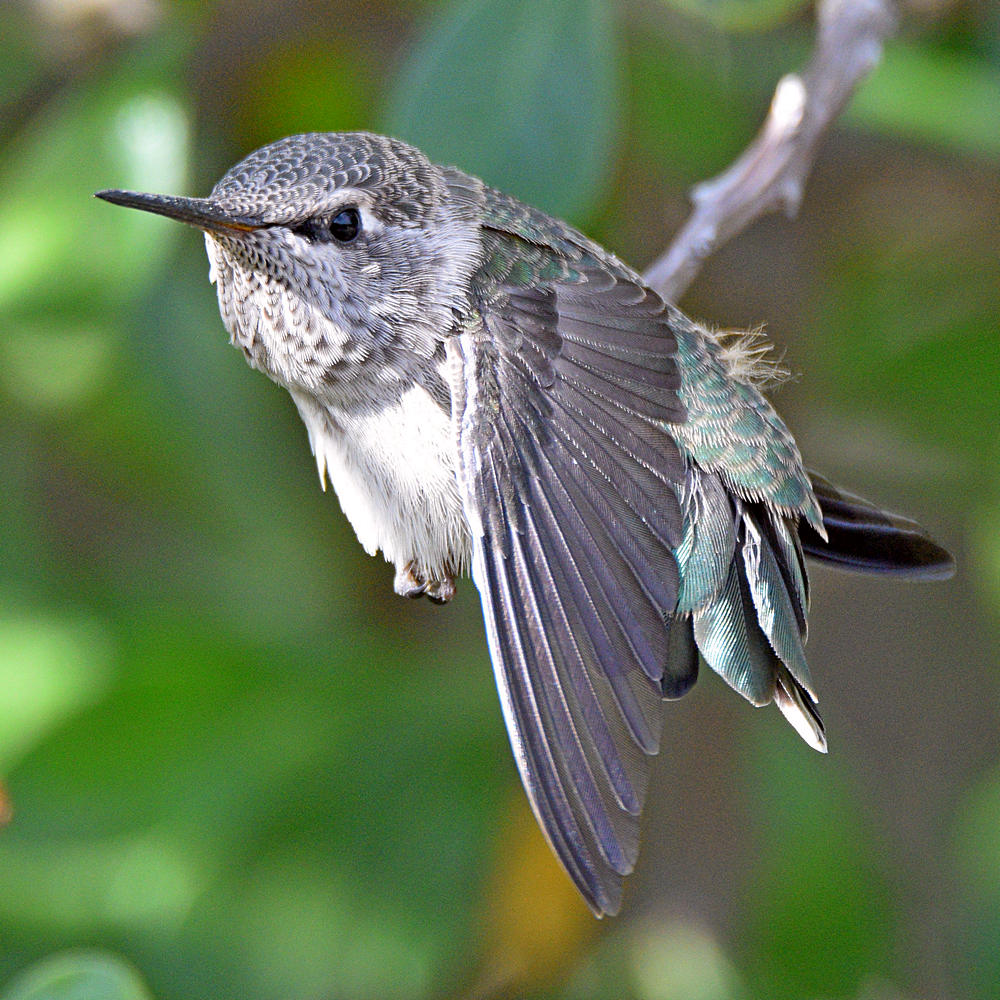 BabyHummer10.jpg